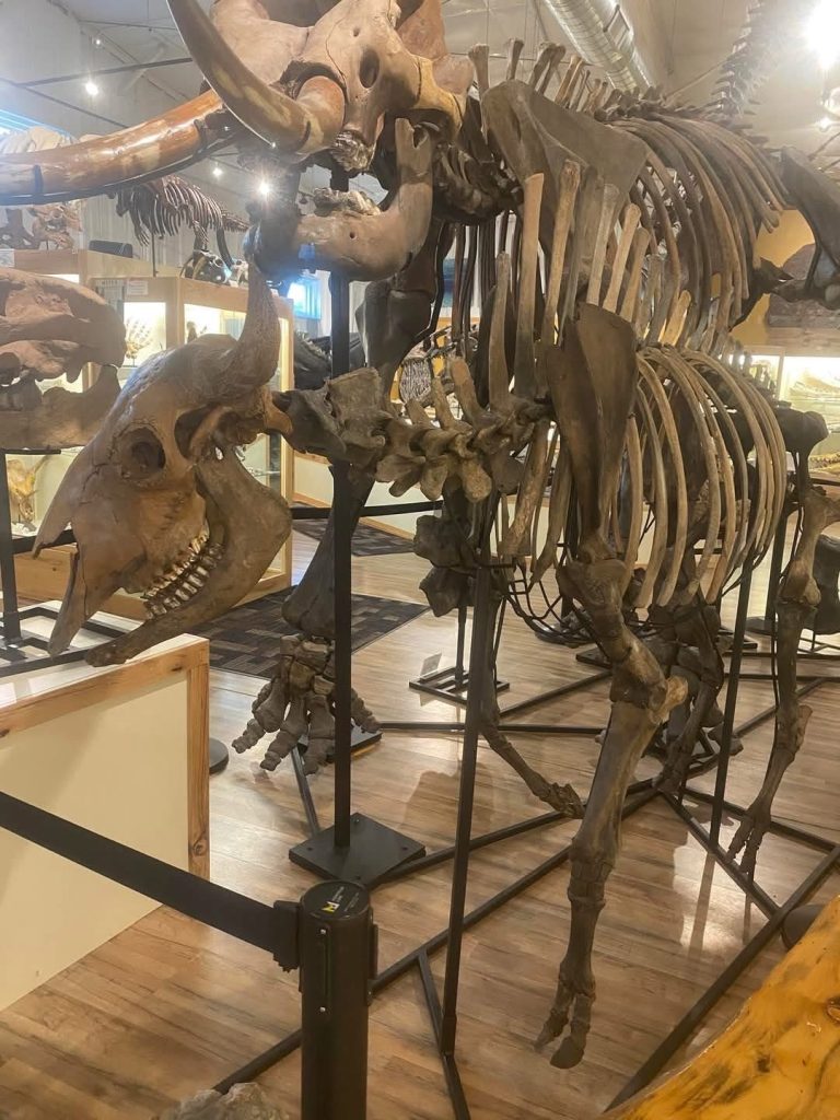 dinosaur skeleton