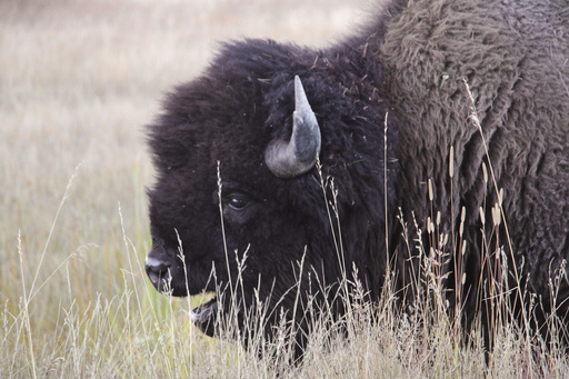 A bison grazes in the Upper Geyser Basin at Yellowstone National Park, Monday, Sept. 25, 2023. (AP Photo/Hannah Schoenbaum)