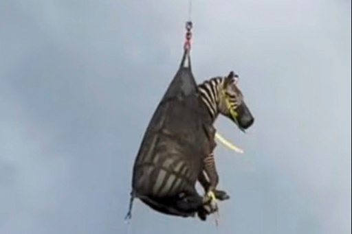 In this image taken from June 8, 2025, video by the Rutherford County Sheriff's Office in Rutherford County, Tennessee, shows the airlifting of a zebra named Ed that had evaded capture for several days after it ran away from its owner. (Rutherford County Sheriff's Office via AP)