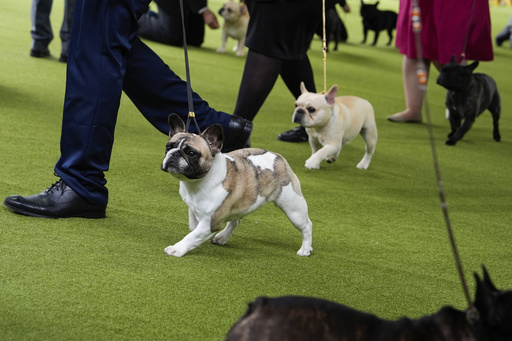 FILE - French bulldogs compete in breed group judging during the 148th Westminster Kennel Club Dog show, May 13, 2024, at the USTA Billie Jean King National Tennis Center in New York. (AP Photo/Julia Nikhinson, File)