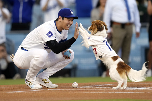 FILE - Los Angeles Dodgers' Shohei Ohtani congratulates his dog Decoy after Decoy delivered the ceremonial first pitch prior to a baseball game between the Dodgers and the Baltimore Orioles, Aug. 28, 2024, in Los Angeles. (AP Photo/Mark J. Terrill, File)
