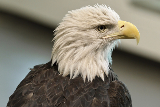 Angel, a 26-year-old bald eagle from Wisconsin that was too gravely injured to be returned to the wild, serves as "ambassador" to visitors at the National Eagle Center in Wabasha, Minn., on Wednesday, July 9, 2025. (AP Photo/Mark Vancleave)