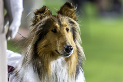 FILE - Reveille X, the live mascot of Texas A&M, watches the Aggies play Alabama during the second half of an NCAA college football game, Oct. 8, 2022, in Tuscaloosa, Ala. (AP Photo/Vasha Hunt, File)