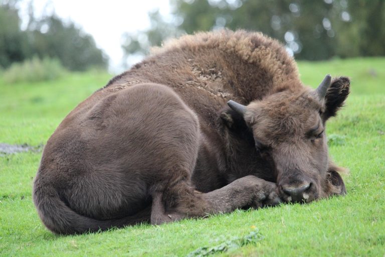 photo by Paul Yarwood for Pixabay