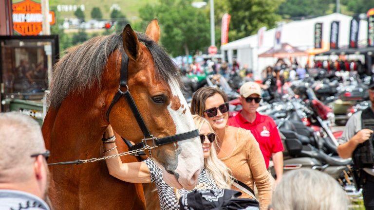Budweiser Clydesdales