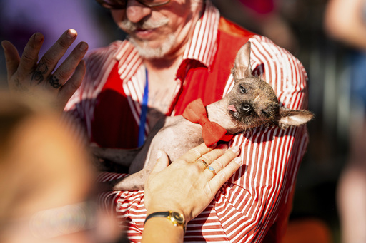 Little Prince Wonder, an 8-year-old Chinese Crested, gets love during the World's Ugliest Dog Contest at the Sonoma County Fair in Santa Rosa, Calif., on Friday, Aug. 8, 2025. (AP Photo/Noah Berger)