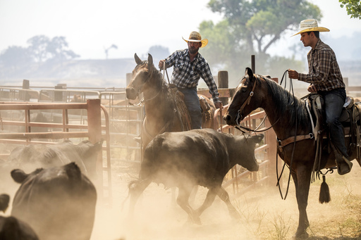 Ranchers work to evacuate cattle as the Gifford Fire burns nearby on Monday, Aug. 4, 2025, in Los Padres National Forest, Calif. (AP Photo/Noah Berger)
