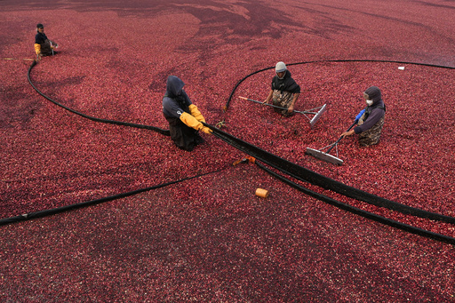 FILE - Workers adjust floating booms while wet harvesting cranberries at Rocky Meadow Bog, Nov. 1, 2024, in Middleborough, Mass. (AP Photo/Charles Krupa, file)