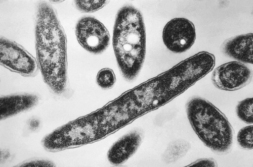 FILE - This 1978 electron microscope image made available by the Centers for Disease Control and Prevention shows Legionella pneumophila bacteria which are responsible for causing the pneumonic disease Legionnaires' disease. (Francis Chandler/CDC via AP, File)