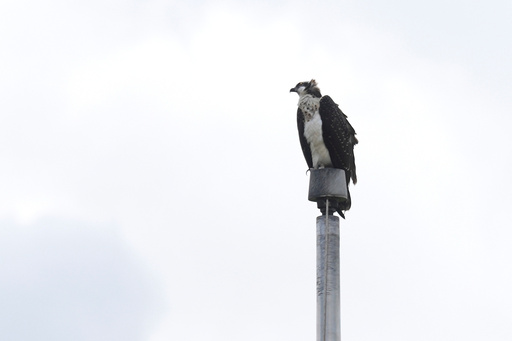 An osprey perches on a flagpole near its nest at a high school athletic field Wednesday, Aug. 20, 2025, in Apple Valley, Minn. (AP Photo/Mark Vancleave)