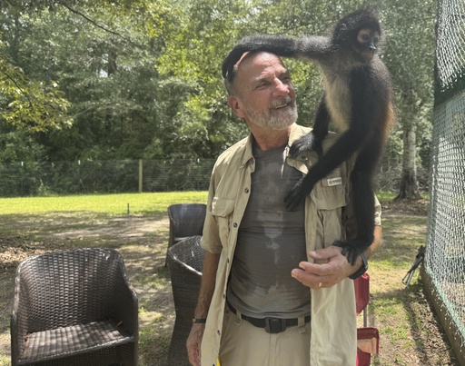 Louie the spider monkey climbs on John Richard, a volunteer at the Gulf Coast Primate Sanctuary in Perkinston, Mississippi on Friday, July 25, 2025. (AP Photo/Sophie Bates)