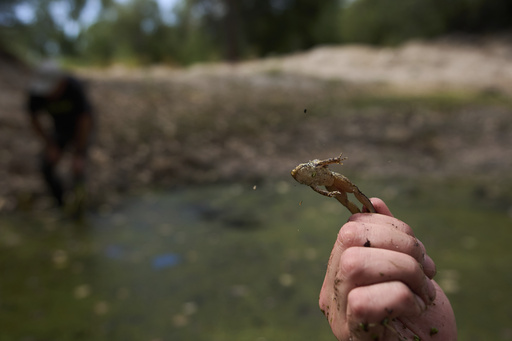 Herpetologist Bennet Hardy holds a leaping red-legged froglet in a restoration pond that is part of a cross-border effort to bring back the native species in both Baja California, Mexico, and Southern California, Monday, Aug. 11, 2025, on a ranch outside of El Coyote, Mexico. (AP Photo/Gregory Bull)