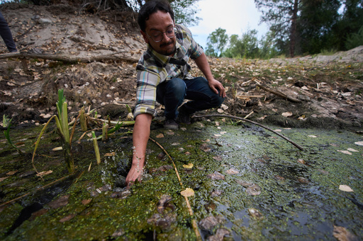 Herpetologist David Mora reaches for a red-legged froglet in a restoration pond that is part of a cross-border effort to bring back the native species in both Baja California, Mexico, and Southern California, Monday, Aug. 11, 2025, on a ranch outside of El Coyote, Mexico. (AP Photo/Gregory Bull)