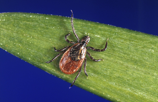 FILE - This undated photo provided by the U.S. Centers for Disease Control and Prevention (CDC) shows a blacklegged tick, also known as a deer tick, a carrier of Lyme disease. (CDC via AP, File)