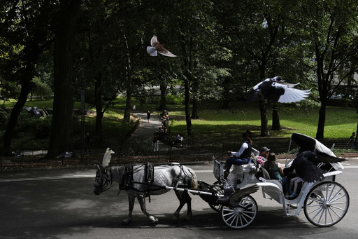 A horse dawn carriage takes passengers for a loop through Central Park in New York, Tuesday, Aug. 19, 2025. (AP Photo/Seth Wenig)