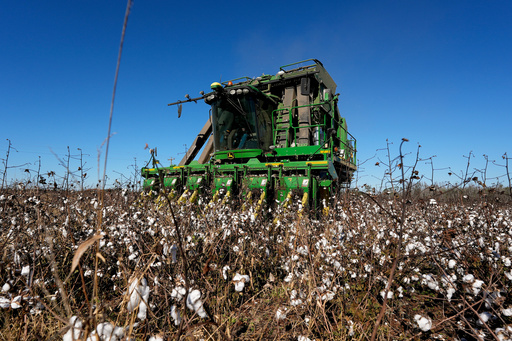 FILE - A cotton picker moves through Chris Hopkins' cotton field, Dec. 6, 2024, near Lyons, Ga. (AP Photo/Mike Stewart, File)