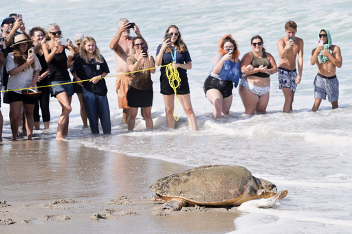 After recovering from health problems a 230 pound loggerhead turtle named June Cleaver is released in the Atlantic Ocean by the Brevard Zoo's Turtle Healing Center Wednesday, Sept. 3, 2025, in Melbourne, Fla. (AP Photo/John Raoux)