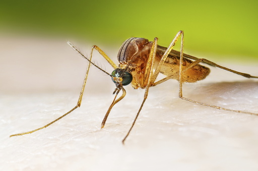 In this photo provided by the U.S. Centers for Disease Control and Prevention, a female Culex quinquefasciatus mosquito, also known as the southern house mosquito, sits on a person’s skin before taking a blood meal in 2022. (Lauren Bishop/CDC via AP)