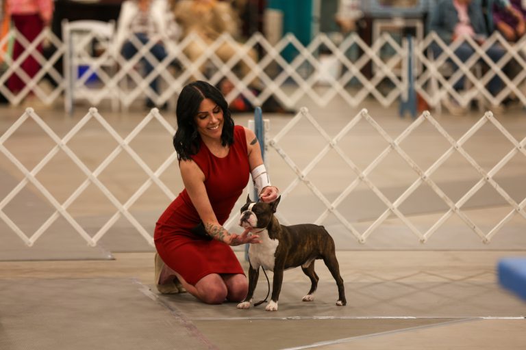 Little Daemons Boston Terriers