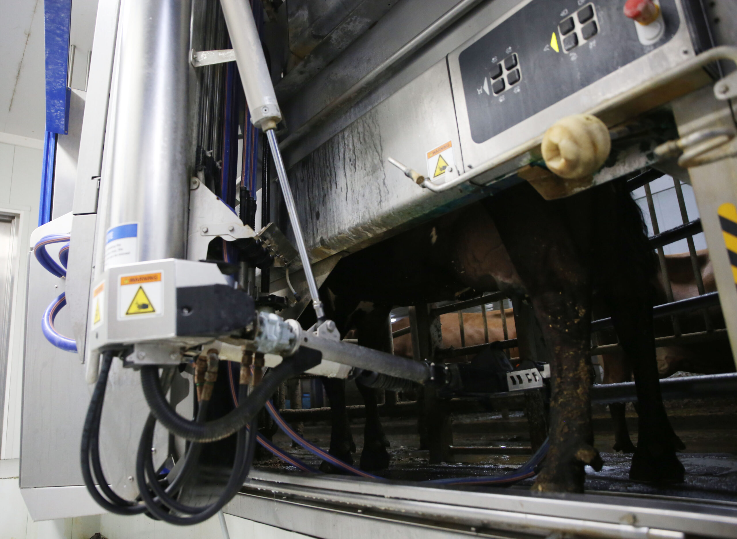 A robotic milking system milks a cow at Drumgoon Dairy near Lake Norden on Sept. 17, 2025. (Makenzie Huber/South Dakota Searchlight)