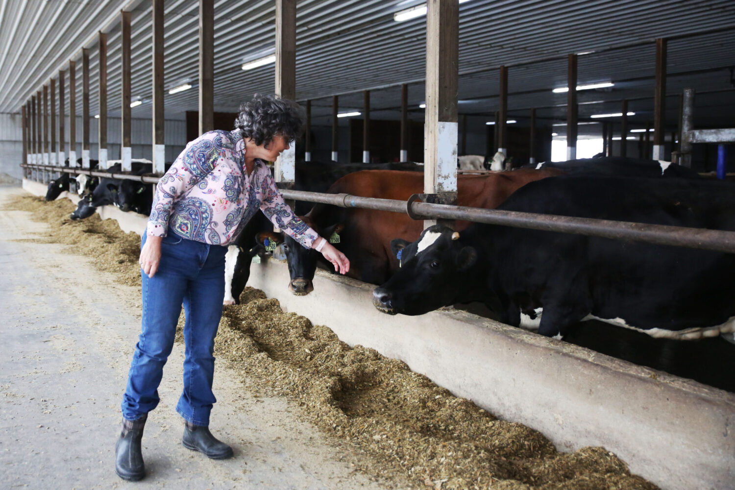 Dorothy Elliott interacts with cows at Drumgoon Dairy near Lake Norden on Sept. 17, 2025. (Photo by Makenzie Huber/South Dakota Searchlight)