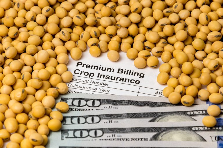 Crop insurance, premium bill, soybeans and 100 dollar bills. Concept of yield loss, hail and wind field damage and farm income protection.