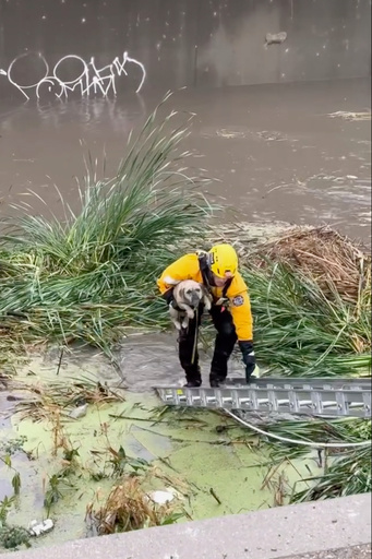 This photo provided by Ventura County Fire Department, VCFD and Oxnard Fire Department rescue a dog trapped in a flood channel in the Oxnard plains in Ventura County, Calif., on Tuesday, Oct. 14, 2025. (Ventura County Fire Department via AP)