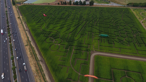 The corn maze at Cool Patch Pumpkins is photographed Monday, Sept. 29, 2025, in Dixon, Calif. (AP Photo/Godofredo A. Vásquez)