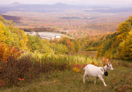 A goat wearing a geofence collar walks on a ski slope at Jay Peak Resort, Friday, Sept. 26, 2025 in Jay, Vt. (AP Photo/Amanda Swinhart)
