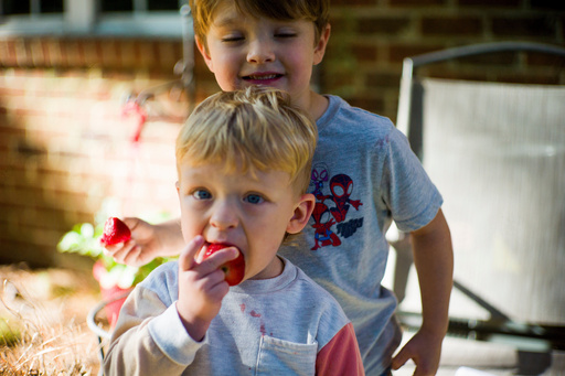 Taylor Moyer's two youngest boys Colton, 4, behind, and Bradley, 2, eat strawberries at home, Sunday, Oct. 5, 2025, in Virginia Beach, Va. (AP Photo/John Clark)
