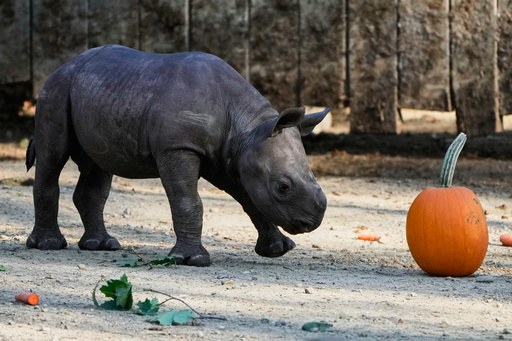 A male Eastern Black Rhino calf born Sept. 13, 2025, approaches a pumpkin Friday, Oct. 10, 2025 as he makes his public debut at the Cleveland Metroparks Zoo in Cleveland, Ohio. (AP Photo/Sue Ogrocki)