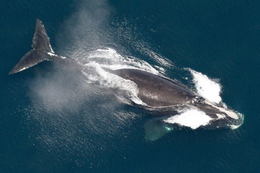 FILE - This image provided by NOAA shows a North Atlantic right whale in the waters off New England on May 25, 2024. (NOAA via AP, File)