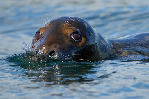 A gray seal swims, Tuesday, Sept. 30, 2025, off the coast of Brunswick, Maine. (AP Photo/Robert F. Bukaty)