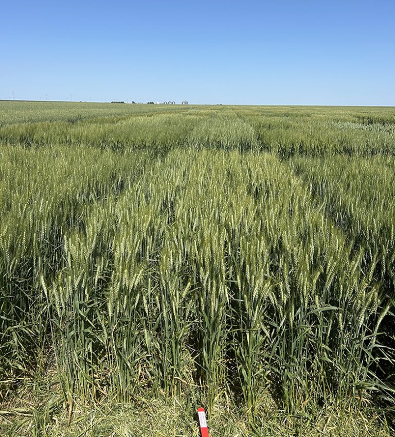 South Dakota State University is releasing a new hard red winter wheat variety to seed producers that combines high yield with high protein and drought tolerant traits. SD Vivian has performed well across South Dakota and will be available for farmers for fall 2026 planting.