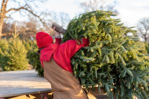 Man lifting a fresh cut Christmas tree onto a wagon