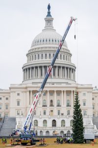 The Capitol Christmas Tree, a 53-foot red fir, arrives to the U.S. Capitol from the Humboldt-Toiyabe National Forest in Nevada, Friday, Nov. 21, 2025, in Washington. (AP Photo/Julia Demaree Nikhinson)