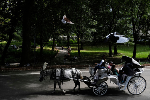 FILE - A horse dawn carriage takes passengers for a loop through Central Park in New York on Aug. 19, 2025. (AP Photo/Seth Wenig, File)