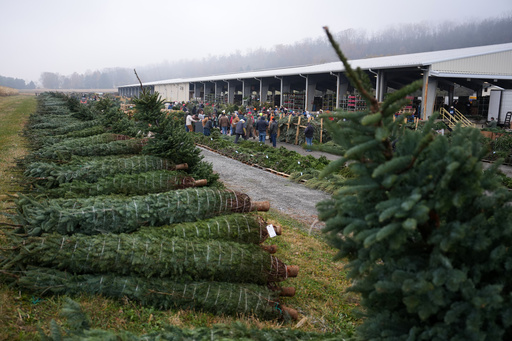 Buyers bid for holiday decorations at Buffalo Valley Produce Auction, Thursday, Nov. 20, 2025, in Mifflinburg, Pa. (AP Photo/Matt Slocum)