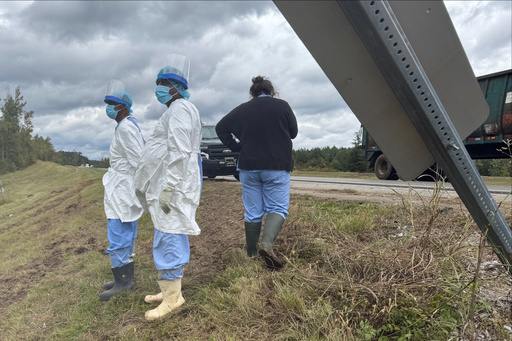 People wearing protective clothing search along a highway in Heidelberg, Miss., on Wednesday, Oct. 29, 2025, near the site of a truck which overturned Tuesday, that was carrying research monkeys. (AP Photo/Sophie Bates)