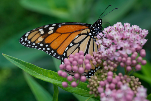 FILE - A monarch butterfly feeds on milkweed, July 15, 2025, in Chicago. (AP Photo/Erin Hooley, file)