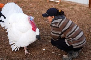 Kelly Nix, executive director of Luvin Arms Animal Sanctuary, confers with a pardoned tom turkey named Gus at the sanctuary, Friday, Nov. 21, 2025, in Erie, Colo. (AP Photo/David Zalubowski)