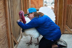 Lanette Cook, education and engagement manager at Luvin Arms Animal Sanctuary, hugs a pardoned turkey named Gus that now lives at the rescue, Friday, Nov. 21, 2025, in Erie, Colo. (AP Photo/David Zalubowski)