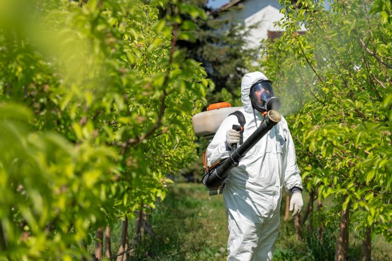 Farmer Sprays Trees With Toxic Pesticides or Insecticide. Farmer in Personal Protective Equipment Spraying Orchard With Backpack Atomizer Sprayer