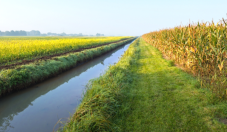 saturated buffer strip